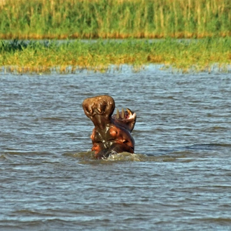 tourhub | Exodus Adventure Travels | Southern Africa Safari: Kruger & Coast 