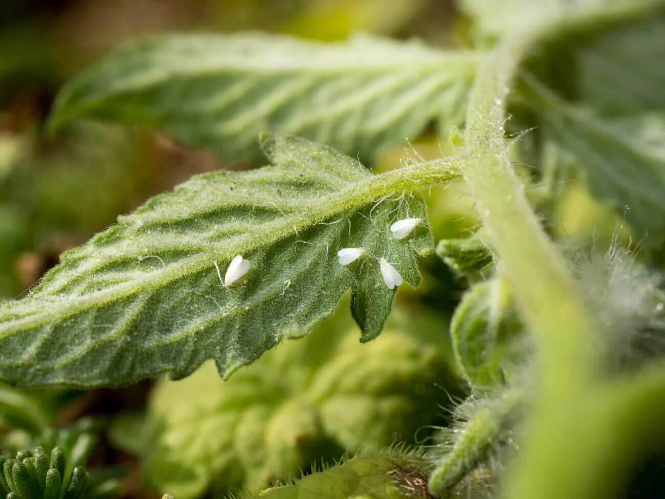 Treatments for Whitefly Infestations on Cannabis Plants