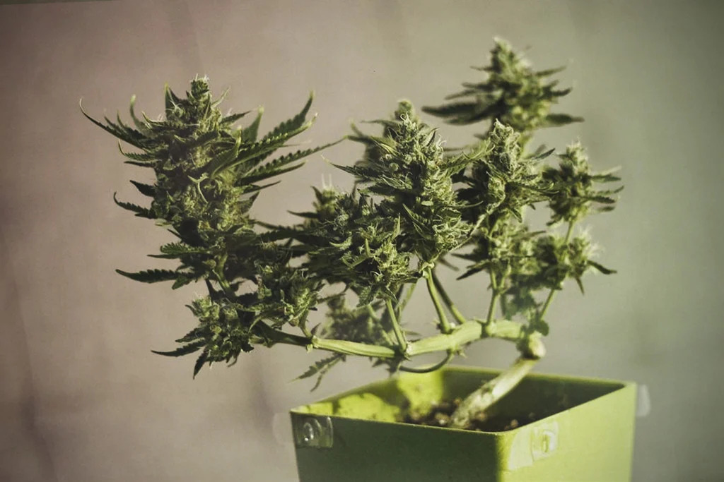 The Basics of Growing a Cannabis Bonzai