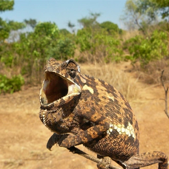 tourhub | Bundu Safaris Ltd | Liuwa - Exploring Zambia's Wilderness 