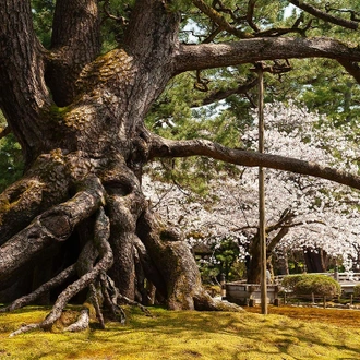 tourhub | SpiceRoads Cycling | Unseen Central Japan: From the Coast to the Japanese Alps 