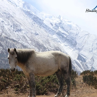 tourhub | Himalayan Asia Treks and Expedition P Ltd | Manaslu Circuit Trek 