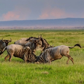 tourhub | Tanzania Wildlife Adventures | Wildebeest Calving Season 