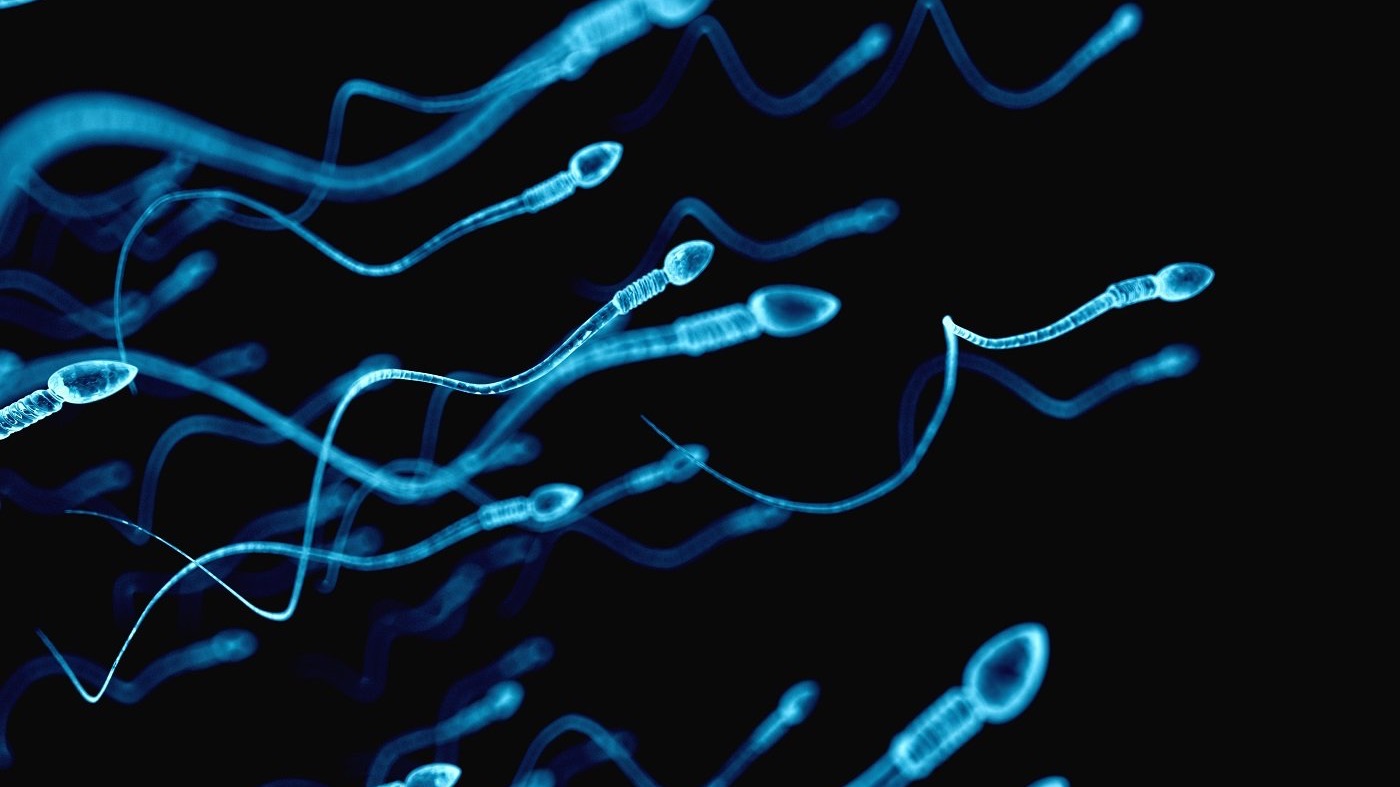 Représentation de la formation : Optimiser la spermatogenèse par la micronutrition