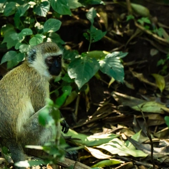 tourhub | Beach and Safari Holidays | Safari Through Tarangire and Lake Manyara 