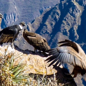 tourhub | Bamba Travel | Colca Canyon Sightseeing Tour 2D/1N & Transfer to Puno 