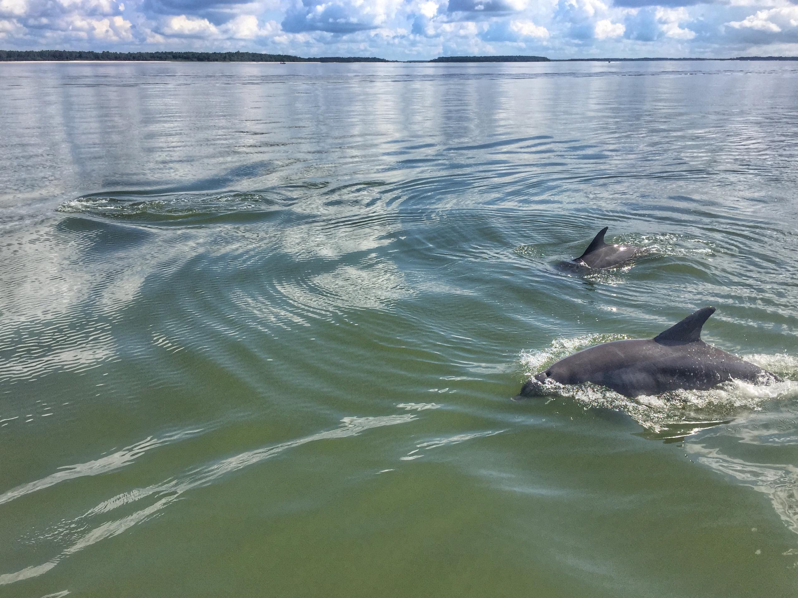 Dolphins & Donuts