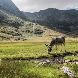 tourhub | Carpathian Travel Center | 8 Days Trekking Tour - Reaching the highest peaks in Romania: Moldoveanu Peak (2544 m) & Negoiu Peak (2535 m) 