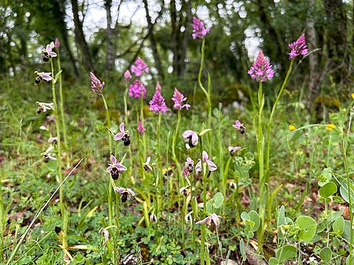 Représentation de la formation : PAYSAGE - Prendre en compte les enjeux de la biodiversité dans la gestion des espaces-verts 