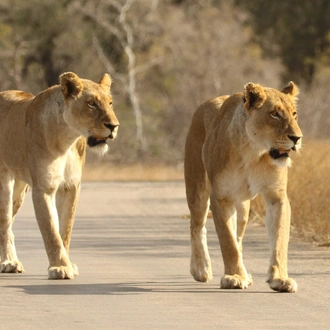 tourhub | Wildlife Dreams | Kruger National Park Photographic Safari 