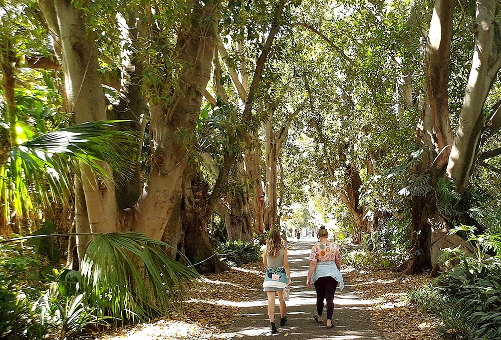 Avenue of Moreton Bay fig trees in the Adelaide Botanic Garden (Park 11)