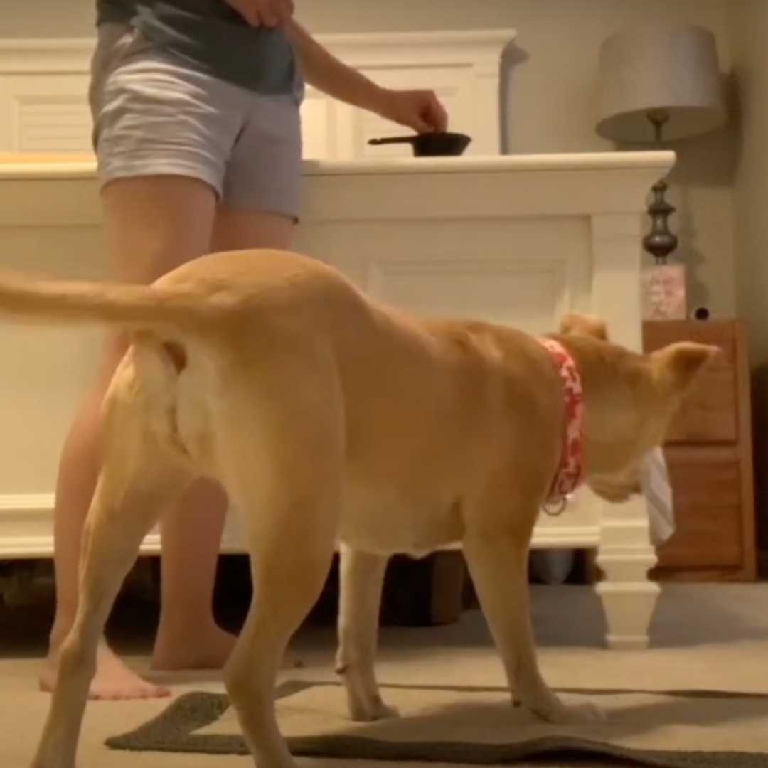 Teaching Your Dog a Place Cue with Mat Training!