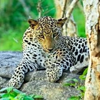 tourhub | Ceylon Travel Dream | Adventure & Safari Tour 