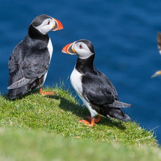 tourhub | Intrepid Travel | Scotland's Shetland Islands  