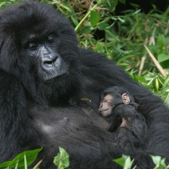 tourhub | Intrepid Travel | Gorillas & East Africa Safari 