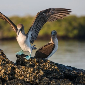 tourhub | G Adventures | Galápagos — South & East Islands aboard the Eden 