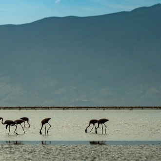 tourhub | Beach and Safari Holidays | A Perfect Blend of Zanzibar's Beaches and Tanzania's Wildlife 