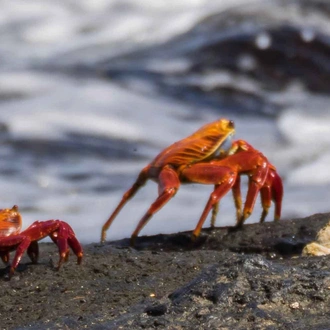 tourhub | Intrepid Travel | Galapagos Discovery 