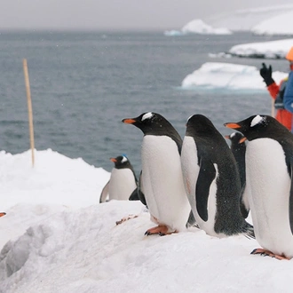 tourhub | Intrepid Travel | Best of Antarctica: Wildlife Explorer (Ocean Endeavour) 