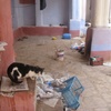 Ghardaya Synagogue, Interior with Cat and Rubbish (Ghardaya, Algeria, 2009)