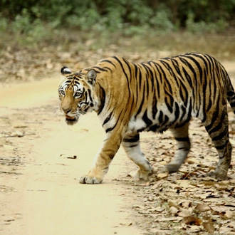 tourhub | Go Book Tours | Best Tiger Safari in India 