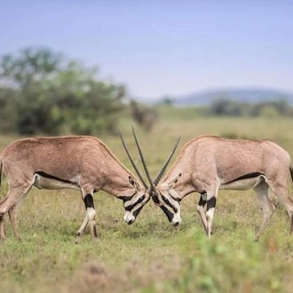 tourhub | Jossec Tours and Safaris | 4 Days Masai Mara & Lake Nakuru Tour. 