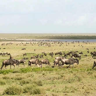 tourhub | Widerange African Safaris | 5 Days Popular Tanzania Serengeti migration Safari Tour in Southern Ndutu 