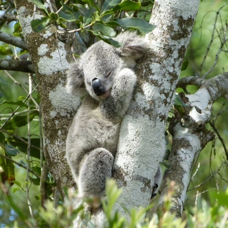 tourhub | Intrepid Travel | Sydney to Cairns Adventure 