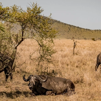 tourhub | Serengeti Access Safaris | 3 Days Mikumi national Park 