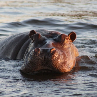 tourhub | Intrepid Travel | Chobe National Park Short Break 