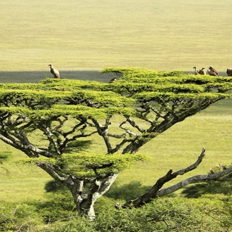 tourhub | Alaitol Safari | Great Migration Grumeti River 