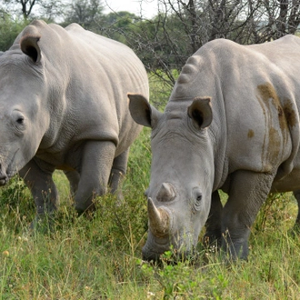 tourhub | Intrepid Travel | Okavango Experience 