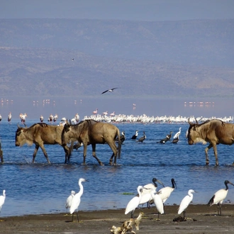 tourhub | Beach and Safari Holidays | African Road Expedition: Spotting the Big Five in Tanzania 