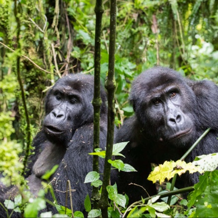 Gorillas in Africa's Midst