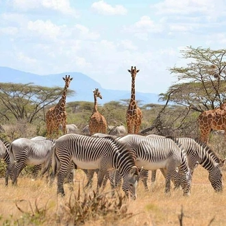 tourhub | Gracepatt Ecotours Kenya | Private 7 Days Mount Kenya, Samburu, Lake Nakuru & Masai Mara Wildlife Safari  