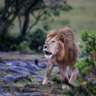 tourhub | Exodus Adventure Travels | Kenya Photographic Safari with Paul Goldstein - Premium Adventure 