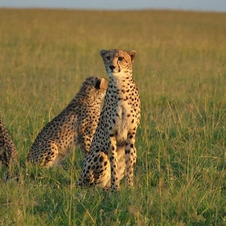 tourhub | Royal Private Safaris | 8 Days Luxury Kenya Safari With Unforgettable Lake Visit 