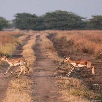 tourhub | Agora Voyages | Blackbuck Safari from Ahmedabad 