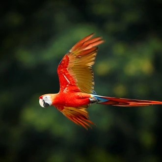 tourhub | Ecuador Galapagos Travels | 5 Days Amazon Lodge Cuyabeno Reserve 