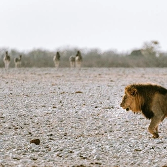 tourhub | Chameleon Safaris Namibia | 6 Day Sand, Sea & Etosha Budget Camping Safari 