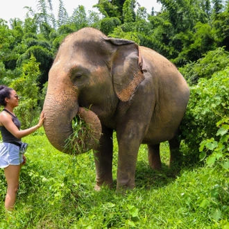 tourhub | Backpacking Tours | Volunteering with Elephants: Thailand 