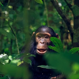 tourhub | Bamba Travel | Gorillas & Chimps Safari 7D/6N 