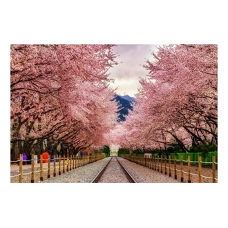 tourhub | Crooked Compass | Walking Through Cherry Blossoms 