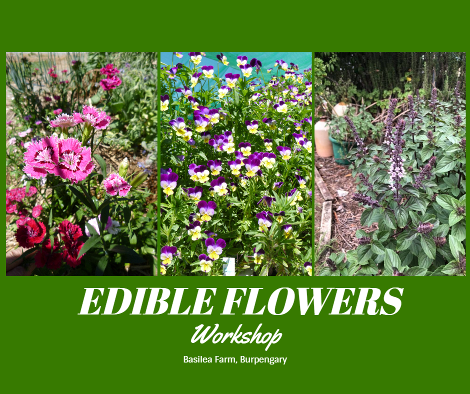 Edible flowers workshop