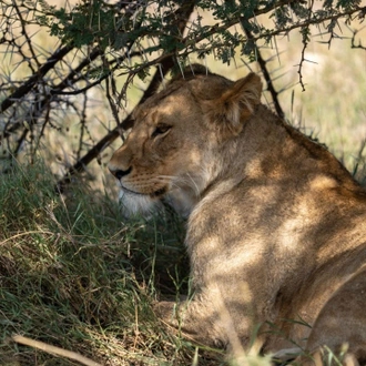 tourhub | Africa Bucket List | 5 Day Private Tanzania Safari 