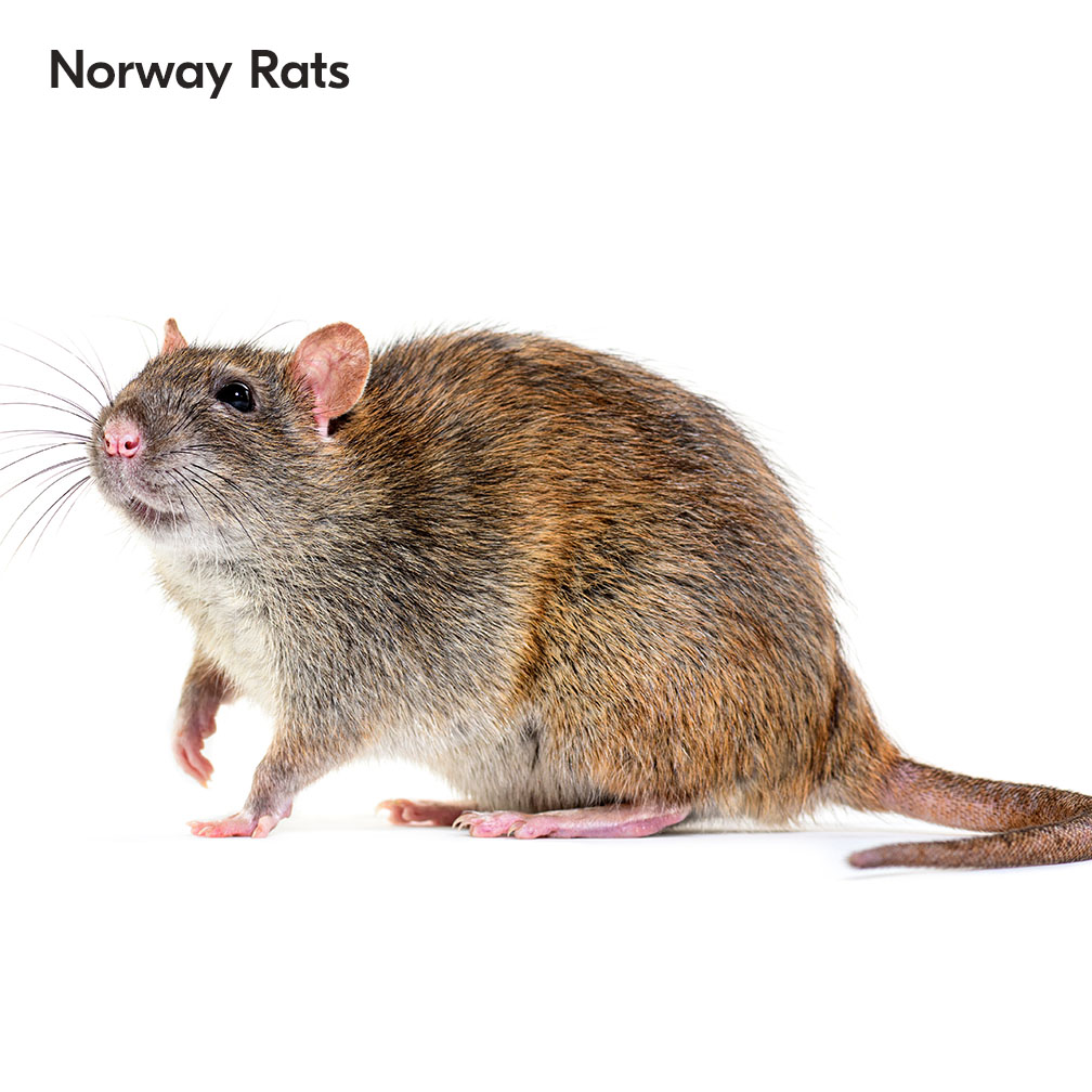 Norway Rats in South Africa