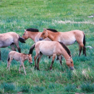 tourhub | Tour Mongolia | Essence of Mongolia - 4 Days 