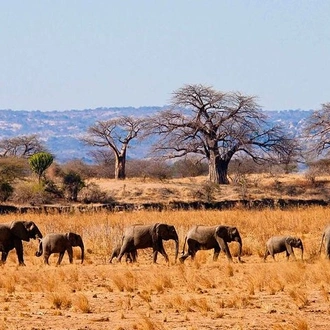 tourhub | Gracepatt Ecotours Kenya | 6 Days Amboseli Tsavo West & Taita Hills Safari  