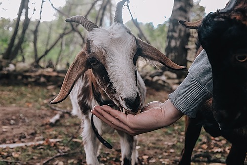 Représentation de la formation : Fermes Pédagogiques Animalières : Gestion et biosécurité