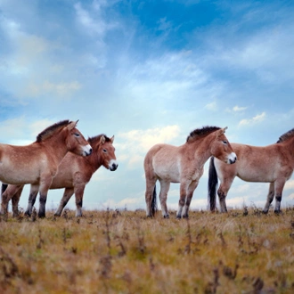 tourhub | Intrepid Travel | Trans-Mongolian Railway Adventure 